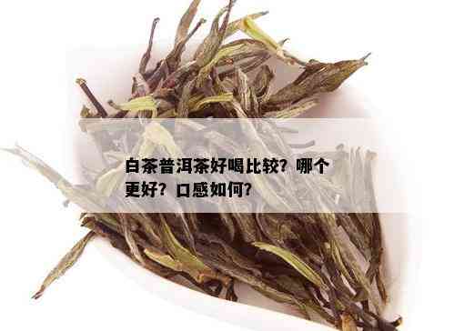 白茶普洱茶好喝比较？哪个更好？口感如何？