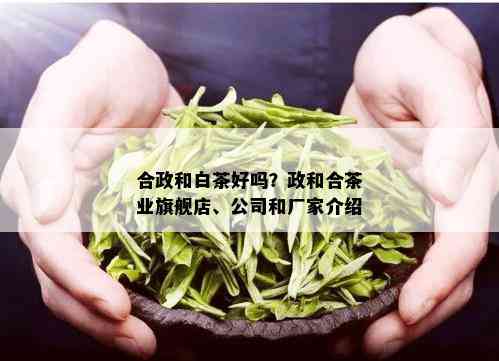 合政和白茶好吗？政和合茶业旗舰店、公司和厂家介绍