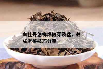 白牡丹怎样爆侧芽及盆，养成老桩技巧分享