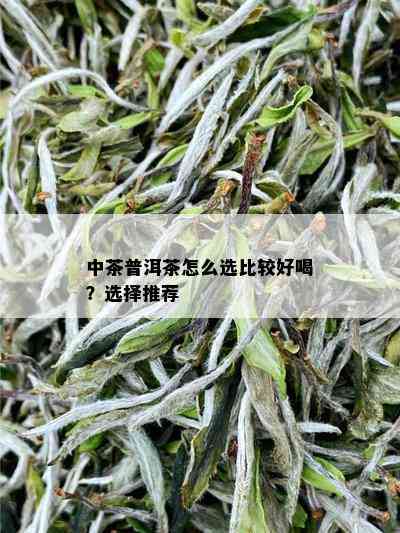 中茶普洱茶怎么选比较好喝？选择推荐