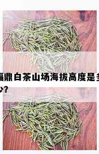 福鼎白茶山场海拔高度是多少？