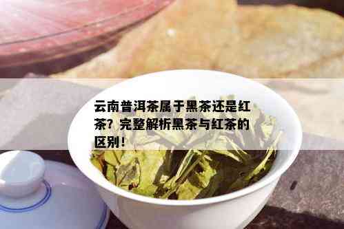 云南普洱茶属于黑茶还是红茶？完整解析黑茶与红茶的区别！