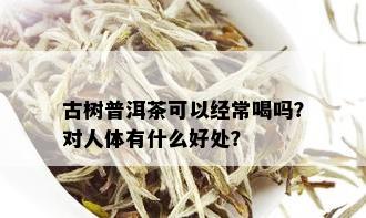 古树普洱茶可以经常喝吗？对人体有什么好处？