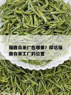 福鼎白茶厂在哪里？探访福鼎白茶工厂的位置