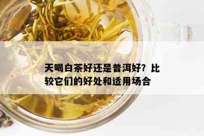 天喝白茶好还是普洱好？比较它们的好处和适用场合