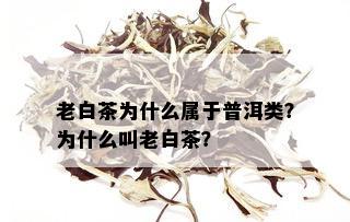 老白茶为什么属于普洱类？为什么叫老白茶？