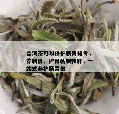 普洱茶可以保护肠胃排，养肠胃、护胃黏膜和肝，一站式养护肠胃健