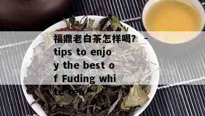 福鼎老白茶怎样喝？ - tips to enjoy the best of Fuding white tea