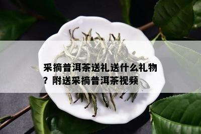 采摘普洱茶送礼送什么礼物？附送采摘普洱茶视频