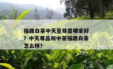 福鼎白茶中天至尊是哪家好？中天尊品和中茶福鼎白茶怎么样？