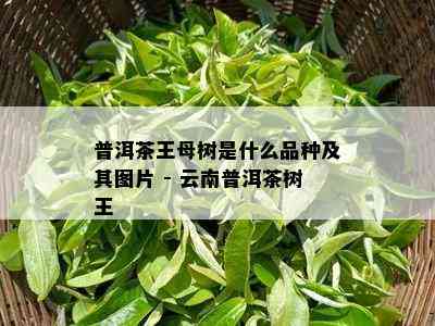 普洱茶王母树是什么品种及其图片 - 云南普洱茶树王