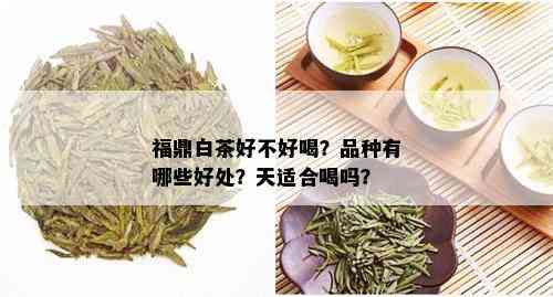 福鼎白茶好不好喝？品种有哪些好处？天适合喝吗？