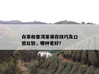 白茶和普洱茶保存技巧及口感比较，哪种更好？