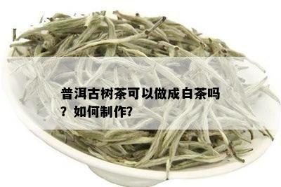 普洱古树茶可以做成白茶吗？如何制作？