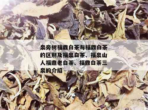 泉旁树福鼎白茶与福鼎白茶的区别及福泉白茶、福泉山人福鼎老白茶、福鼎白茶三泉的介绍