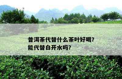 普洱茶代替什么茶叶好喝？能代替白开水吗？