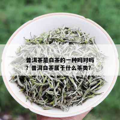 普洱茶是白茶的一种吗对吗？普洱白茶属于什么茶类？