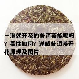 一泡就开花的普洱茶能喝吗？性如何？详解普洱茶开花原理及图片