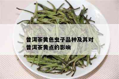 普洱茶黄色虫子品种及其对普洱茶黄点的影响