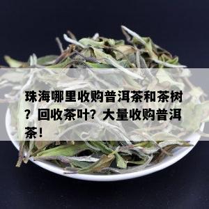 珠海哪里收购普洱茶和茶树？回收茶叶？大量收购普洱茶！