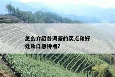 怎么介绍普洱茶的买点和好处及口感特点？