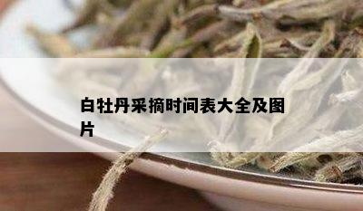 白牡丹采摘时间表大全及图片