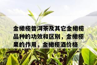 金橄榄普洱茶及其它金橄榄品种的功效和区别，金橄榄果的作用，金橄榄价格