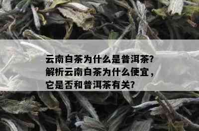 云南白茶为什么是普洱茶？解析云南白茶为什么便宜，它是否和普洱茶有关？