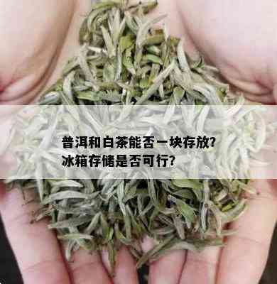 普洱和白茶能否一块存放？冰箱存储是否可行？