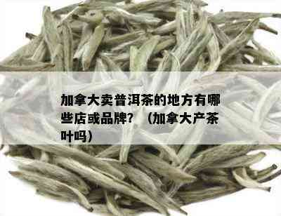 加拿大卖普洱茶的地方有哪些店或品牌？（加拿大产茶叶吗）