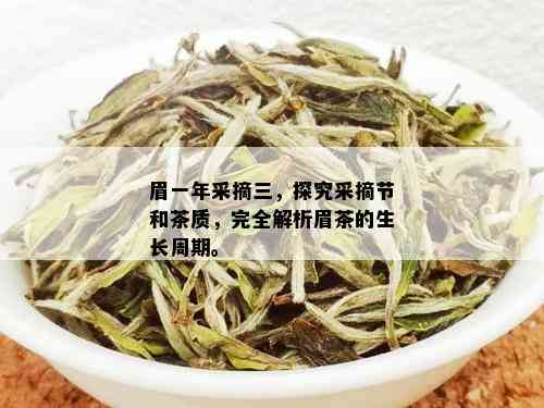 眉一年采摘三，探究采摘节和茶质，完全解析眉茶的生长周期。