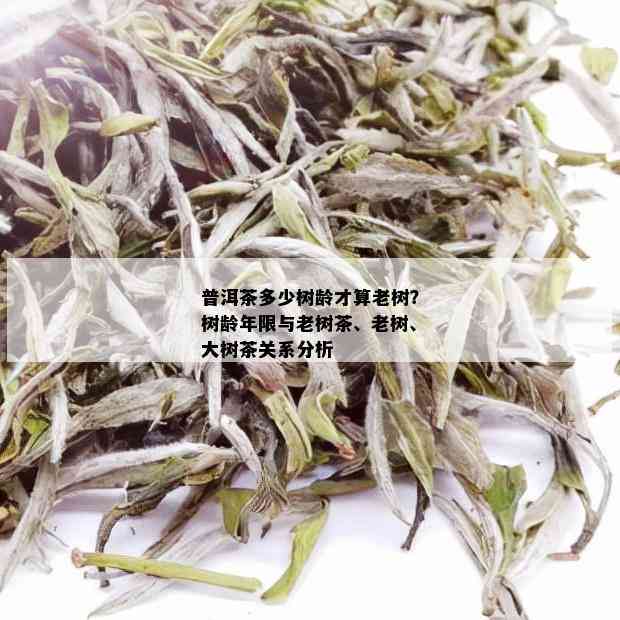 普洱茶多少树龄才算老树？树龄年限与老树茶、老树、大树茶关系分析