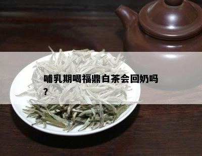 哺乳期喝福鼎白茶会回奶吗？