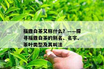 福鼎白茶又称什么？——探寻福鼎白茶的别名、名字、茶叶类型及其叫法