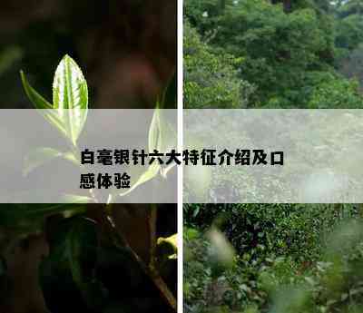 白毫银针六大特征介绍及口感体验