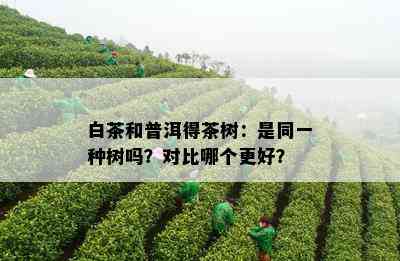 白茶和普洱得茶树：是同一种树吗？对比哪个更好？