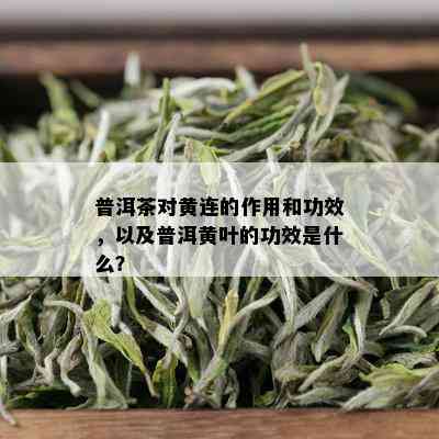 普洱茶对黄连的作用和功效，以及普洱黄叶的功效是什么？