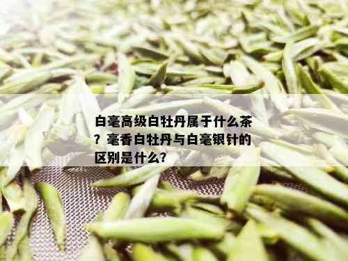 白毫高级白牡丹属于什么茶？毫香白牡丹与白毫银针的区别是什么？