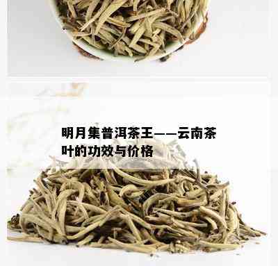 明月集普洱茶王——云南茶叶的功效与价格