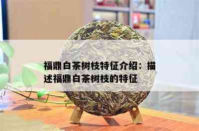 福鼎白茶树枝特征介绍：描述福鼎白茶树枝的特征