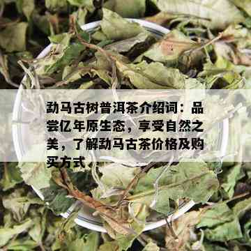 勐马古树普洱茶介绍词：品尝亿年原生态，享受自然之美，了解勐马古茶价格及购买方式