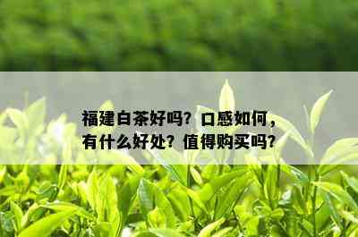 福建白茶好吗？口感如何，有什么好处？值得购买吗？