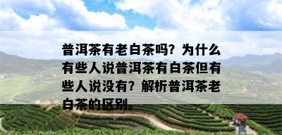 普洱茶有老白茶吗？为什么有些人说普洱茶有白茶但有些人说没有？解析普洱茶老白茶的区别。