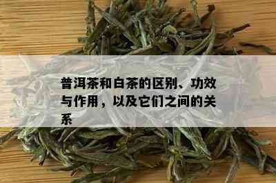 普洱茶和白茶的区别、功效与作用，以及它们之间的关系