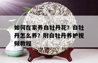 如何在家养白牡丹花？白牡丹怎么养？附白牡丹养护视频教程