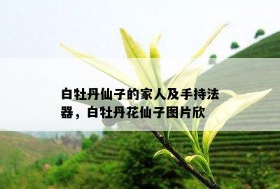 白牡丹仙子的家人及手持法器，白牡丹花仙子图片欣