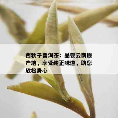 西秋子普洱茶：品尝云南原产地，享受纯正味道，助您放松身心