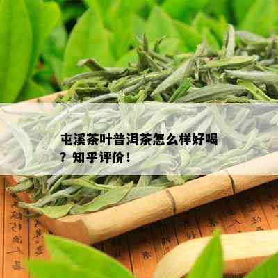 屯溪茶叶普洱茶怎么样好喝？知乎评价！