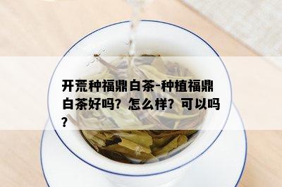 开荒种福鼎白茶-种植福鼎白茶好吗？怎么样？可以吗？