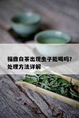 福鼎白茶出现虫子能喝吗？处理方法详解